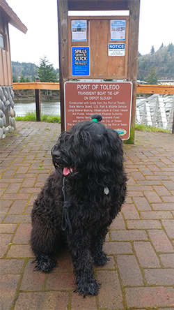 David James Robinson's dog at the Port of Toledo dock.